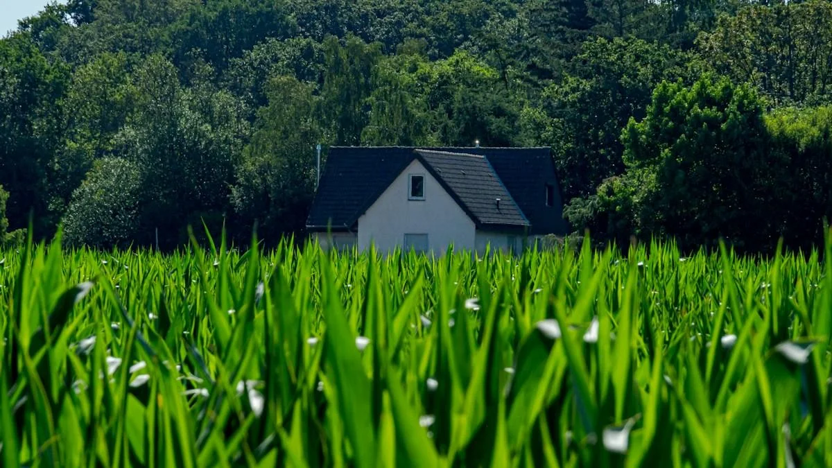 A white farmhouse with a dark roof set behind a dense green cornfield and a wooded hillside, the kind of rural home on a private well where fertilizer nitrate turns up